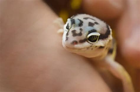 10 Reasons Your Leopard Gecko is Shedding a Lot