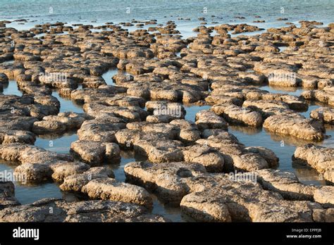 Stromatolites at Hamelin, Shark Bay, Western Australia Stock Photo - Alamy