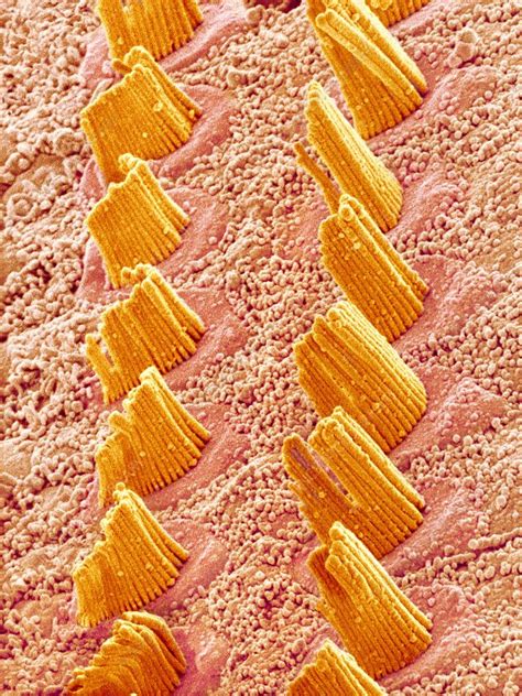 Inner ear hair cells, SEM - Stock Image - C009/7870 - Science Photo Library