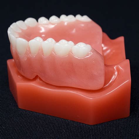 Fully Edentulous Maxilla Base with Denture - BoneModels™