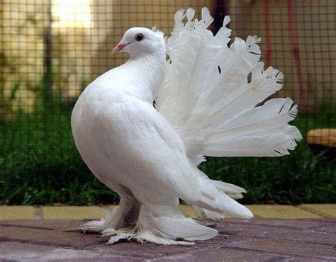 Fungugu Funny Pictures: Beautiful White Pigeon (Bird)