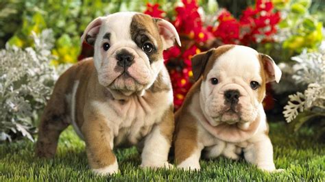 cute-puppies-wallpaper - 8512 - The Wondrous Pics