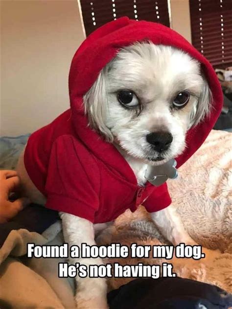 33 Hot Doggy Dog Memes To Help You Feel All Warm And Fuzzy Inside ...