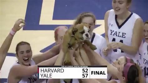 Yale's Handsome Dan shows why every team needs a live animal mascot - SBNation.com