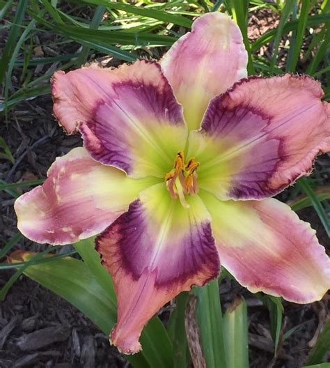 Stardreamer Daylilies - VANGUARD*