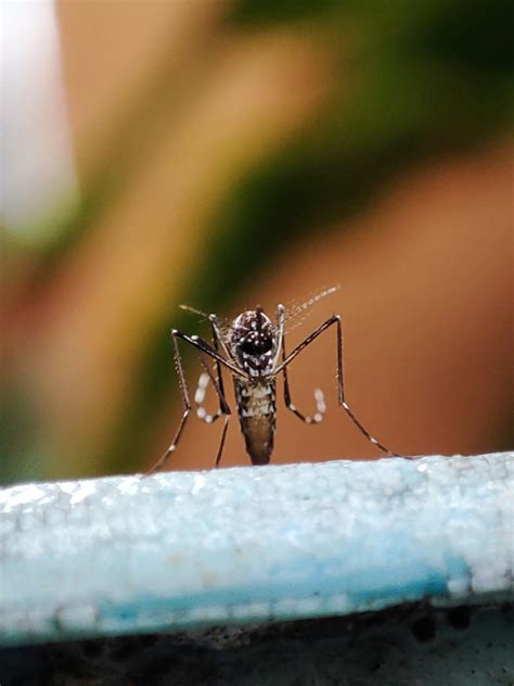 Macro Photography of a Mosquito · Free Stock Photo