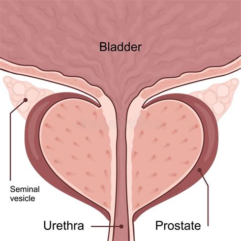 Medical Diagram of Healthy Prostate with Bladder. Stock Vector ...