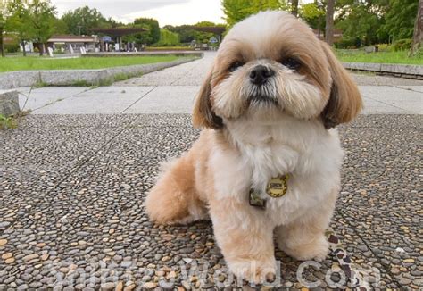 Shih Tzu Grooming Styles | Hot Sex Picture