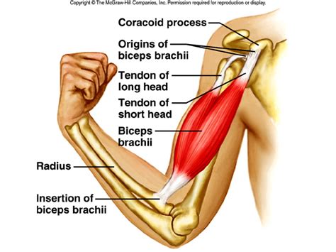 肱二頭肌(Biceps Brachii muscle) | 職能治療陪你居家復健