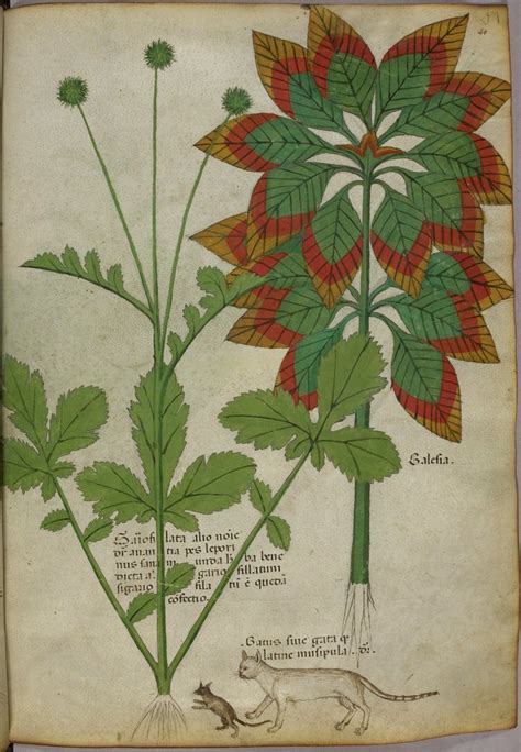 BibliOdyssey: Tractatus de Herbis