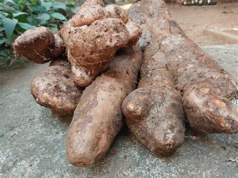 White Yam | Sahaja Seeds