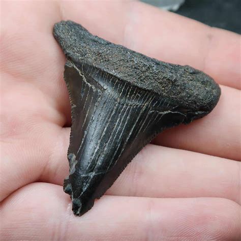 Fossil Carcharodon Megalodon Teeth - Buy Fossil Shark Tooth Online - UK