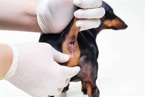 Perianal tumors in dogs: symptoms and treatment