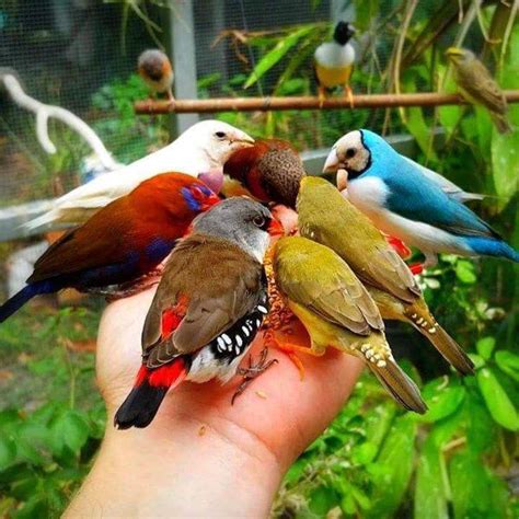 Embedded image All Birds, Little Birds, Love Birds, Pretty Birds ...