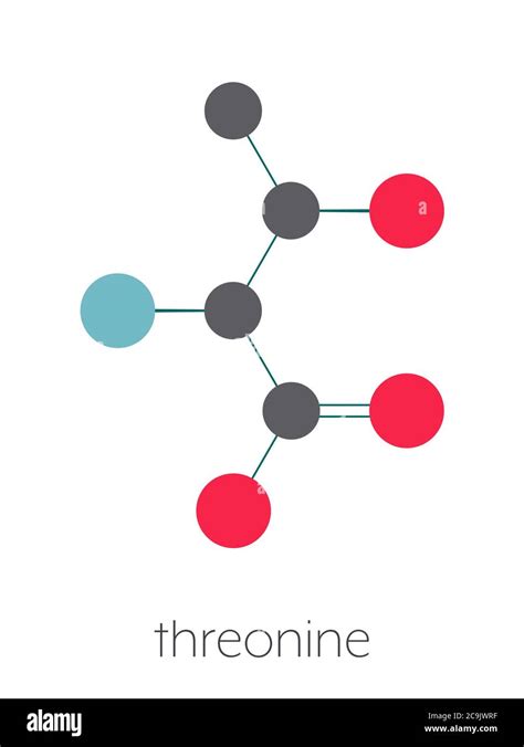 Threonine (l-threonine, Thr, T) amino acid molecule. Stylized skeletal formula (chemical ...