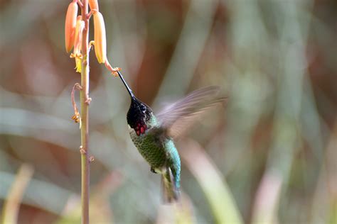 ASDM_2015 01 17_0224 | Arizona-Sonora Desert Museum - native… | Flickr