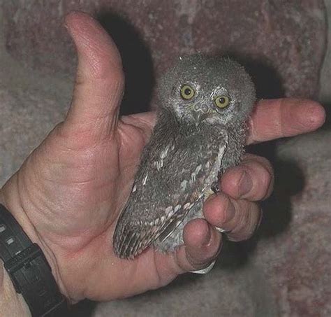 Photos of the World's Smallest (and Cutest) Owl | Live Science