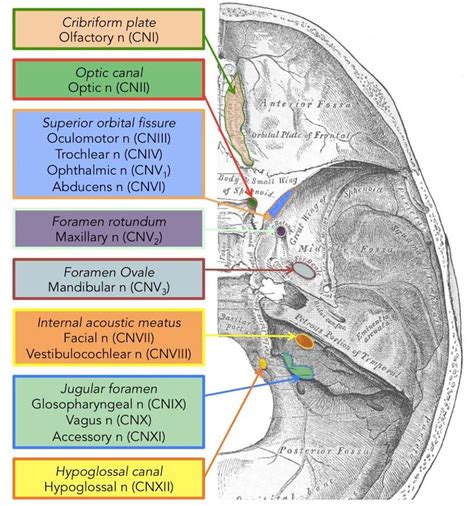 Image result for cranial nerve in each foramen of skull | Cranial ...