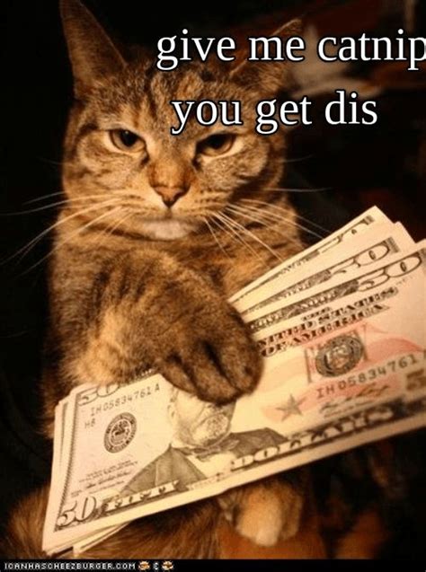 Money cat | Money cat, Funny cats, Cats