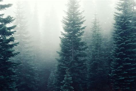 Free stock photo of firs, fog, foggy