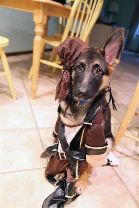 40+ Best German Shepherd Halloween Costume Ideas - The Paws