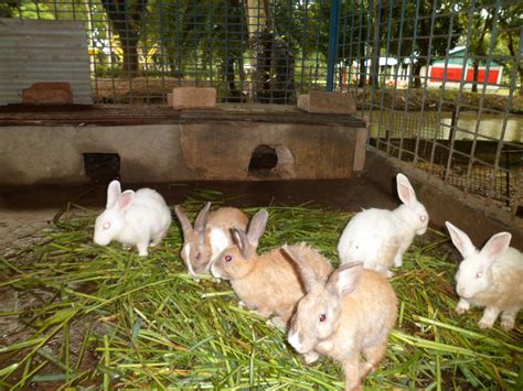 Benefits of Rabbit Farming