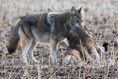 Coyote problem? Could be carbs, says U of A study - AlbertaPrimeTimes.com