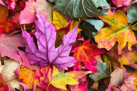 Why Do Leaves Change Color in Autumn? - Super Simple