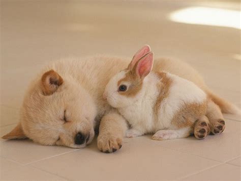 Sleeping Cute Puppies