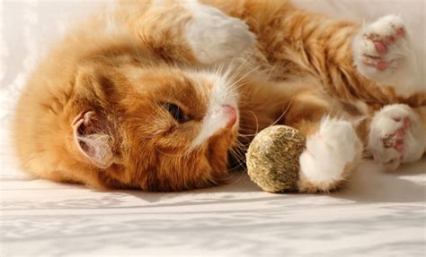 The Best Catnip Balls - CatTime