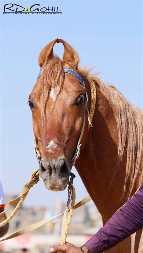 Kathiyawadi horse | Kathiyawadi horse, Horses, Beautiful horses