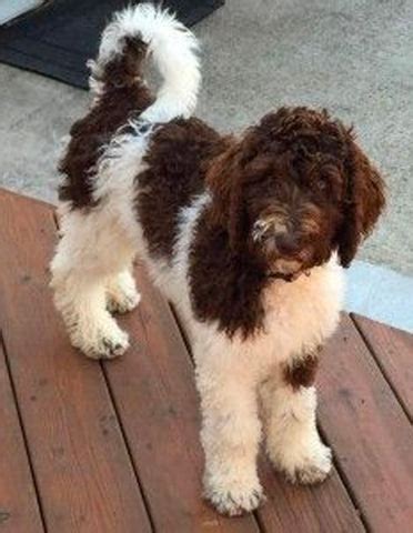 Springerdoodle dog: breed & grooming guide | Pride and Groom