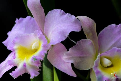 Orchid Show 2013: Species Rare and Endemic to the Philippines