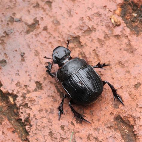 Dung beetle – Field Station