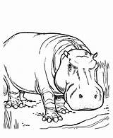 Hippopotamus Coloring Pages At GetColoringscom  Free Printable sketch template