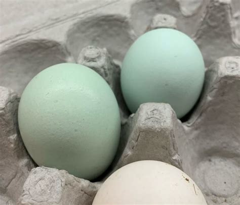 Lavender Self-Blue Ameraucana Hatching Eggs Shipped