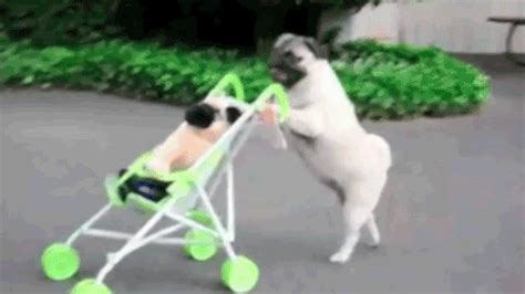 Awesom Dog GIFs - Barnorama