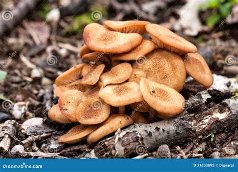 Armillaria Tabescens Ringless Honey Mushroom Royalty-Free Stock Photography | CartoonDealer.com ...