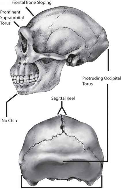 Anatomy of Peking Man Revealed - Homo Erectus - Fossil Hunters