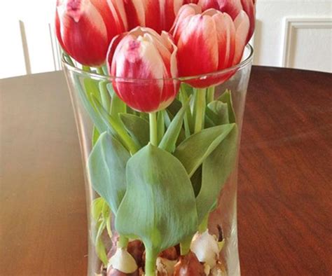 How To Grow Tulip Bulbs In A Vase | Growing tulips, Bulb flowers, Tulips in vase