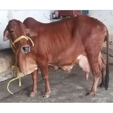 Brown Pure Breed Jersey Cow at Best Price in Karnal | Gokul Dairy Farm