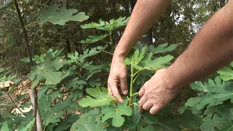 Fig Tree Propagation - Part 2 - YouTube