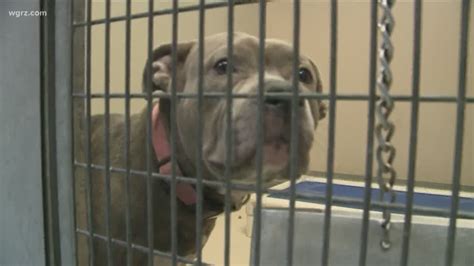 Buffalo Animal Shelter reducing adoption fees to combat overflow | wgrz.com