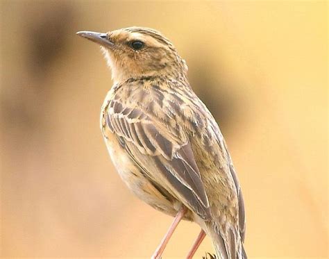 Native Bird Species Of India - WorldAtlas