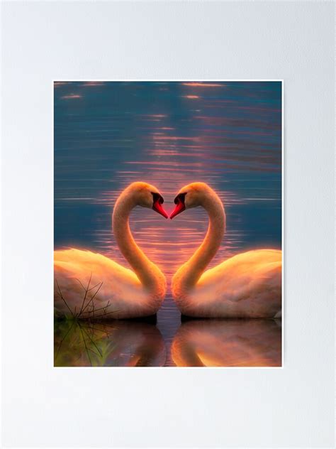 "Two swans making a heart with their necks" Poster by kneff | Redbubble