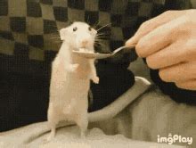 Rat GIFs | Tenor