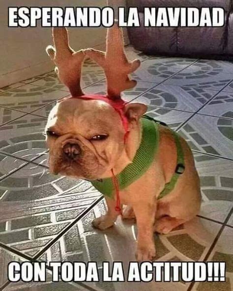 fotos de risa perro reno navidad | Navidad humor, Felices navidades graciosas, Chistes de navidad