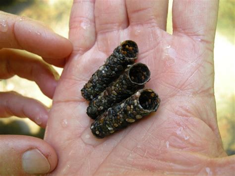 The Ornate Protective Cases of Caddisfly Larvae | Caddis flies, Caddis ...