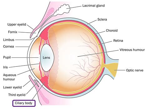 Ciliary Body | Eye Patient