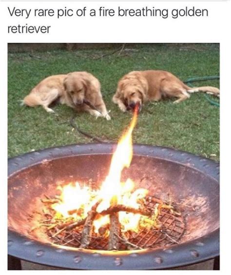 Meme Dog Surrounded By Fire | loemstom